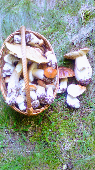 4c_CoRDEu2N42E560fIVpPNz-KRcf5j6XesGf0KXkpZqCOEubgM8daxSDeM